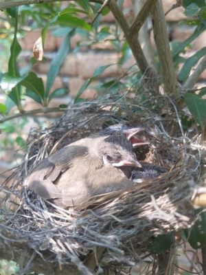 Het Nest van de Nachtegaal en de schoonheid van onophoudelijke hoop