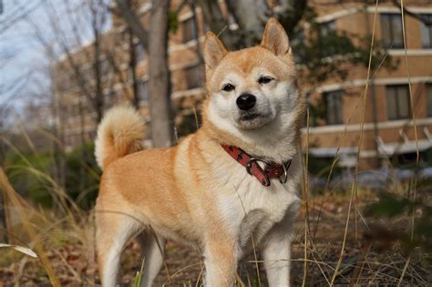  De Japanse Scheppergod: Een Verhaal over Schepping en Oorsprong van de Wereld